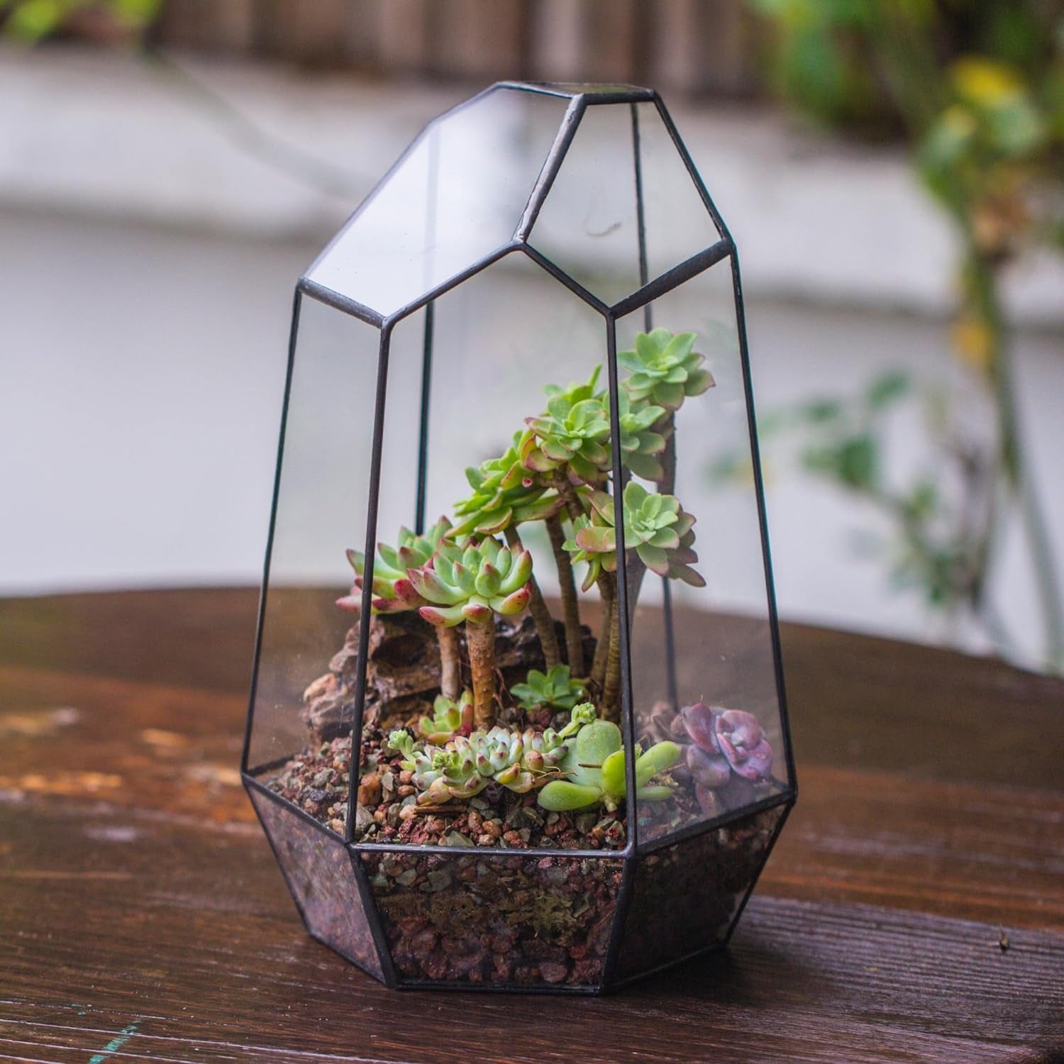 Geometric Glass Terrarium Planter for Succulent