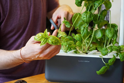 Indoor Herb Garden Kit with Grow Light